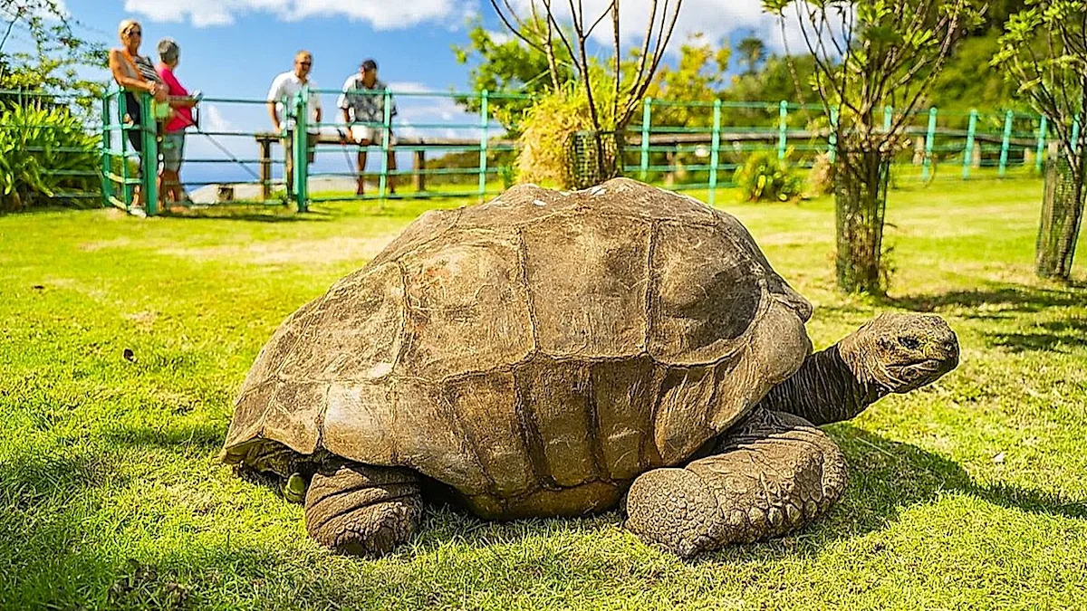 The world's oldest tortoise, a symbol of endurance and wisdom, has been the subject of a crypto scam, with a false report of its death being used to lure people into investing in a fake cryptocurrency, highlighting the need for increased awareness about online safety and the potential risks associated with cryptocurrency investing