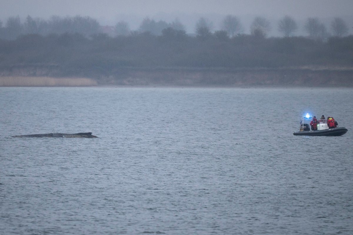 A humpback whale stranded in the Baltic Sea, with a rescue team working to save it, highlighting the importance of marine conservation and wildlife protection