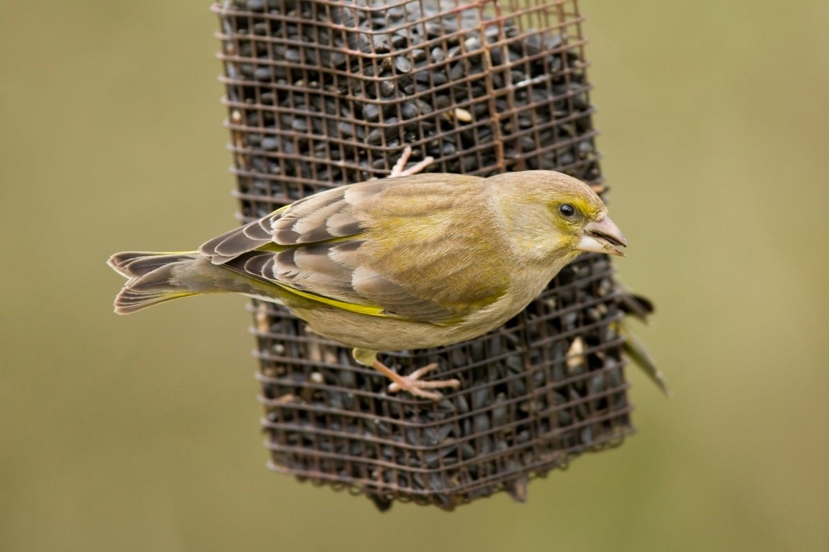 A bird feeder in a garden, with a group of birds perched on the feeder, highlighting the potential risks associated with leaving feeders up during the summer, including disease transmission and altered behaviour, with the RSPB recommending their removal to support bird conservation and wildlife