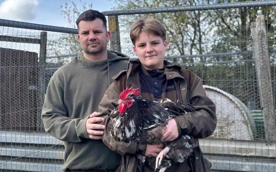 A photograph of a majestic cockerel standing proudly in a green meadow, its vibrant plumage glistening in the sunlight, highlighting the beauty and unique characteristics of these birds, with a focus on cockerels and their welfare