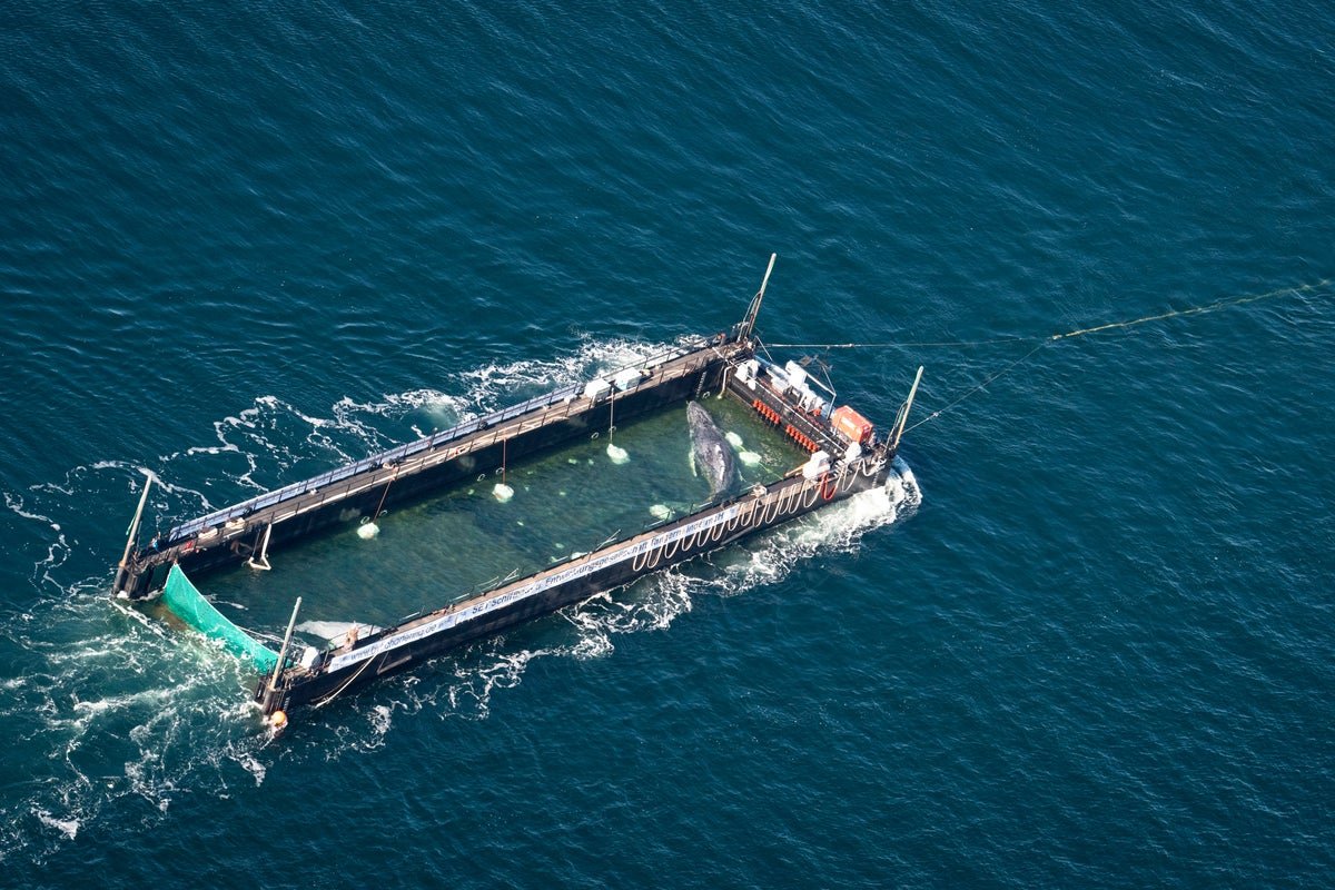 A humpback whale named Timmy being transported on a barge to the North Sea, with a beautiful landscape of the sea in the background, showcasing the whale's natural behaviour and the importance of marine conservation