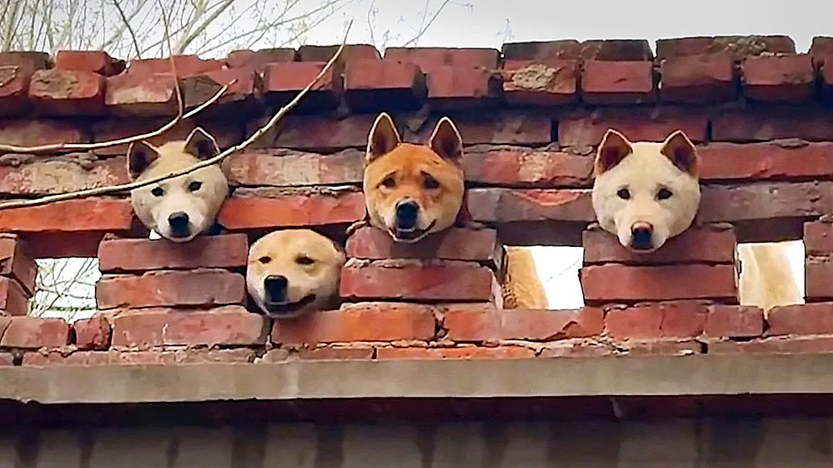 A group of dogs sticking their heads through a wall, showcasing their curious behaviour and desire to explore and analyse their surroundings, with some dogs appearing to smile as they investigate what's on the other side