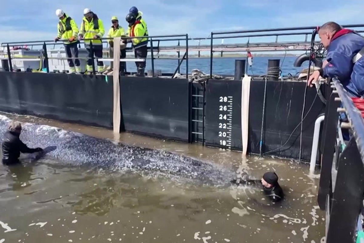 A humpback whale, identified as Timmy, swims freely in the North Sea after being rescued from a stranding in Germany, its massive body a sight to behold in the open ocean, with a school of fish swimming alongside, the colour of the sea glistening in the sunlight