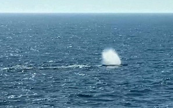 A photo of Timmy the whale swimming freely in the ocean, with a school of fish in the background, after being rescued by a team of experts and millionaire donors, with the sun shining down on the water, symbolising hope and freedom