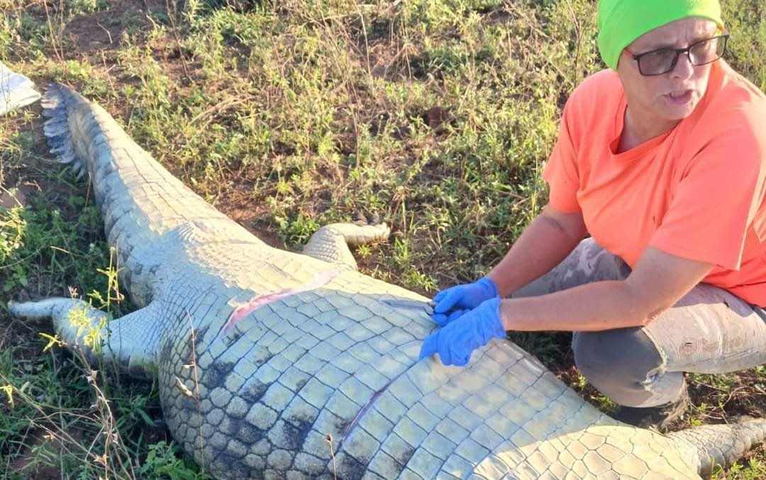 A photo of a crocodile in its natural habitat, with a descriptive caption about the primary keyword, hotel owner's tragic discovery, highlighting the importance of respecting wildlife and their habitats, with a focus on the behaviour and colour of the animal's environment
