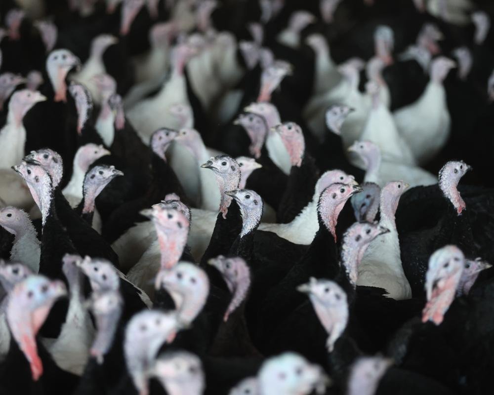 European turkeys on uk supermarket shelves
