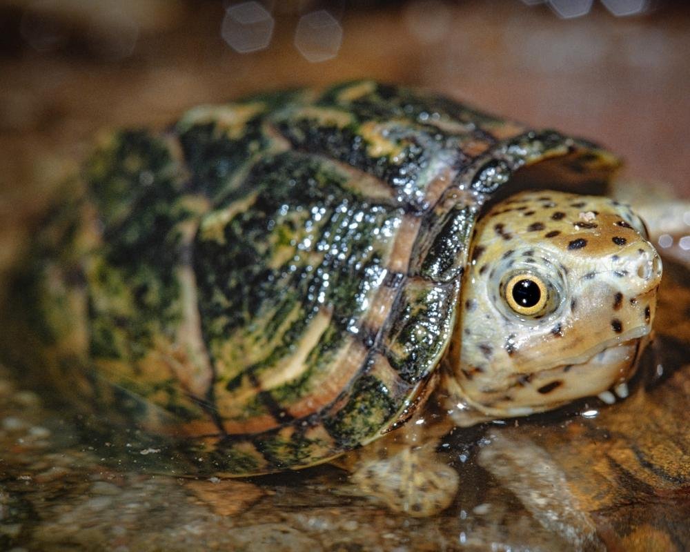 A photo of a turtle in its natural habitat, with a descriptive alt text that includes the primary keyword 'wildlife trafficking' and highlights the importance of conservation efforts to protect these amazing creatures from exploitation and harm, preserving their natural habitats and promoting a culture of respect and care for the environment, with a focus on the colour and diversity of our planet's wildlife
