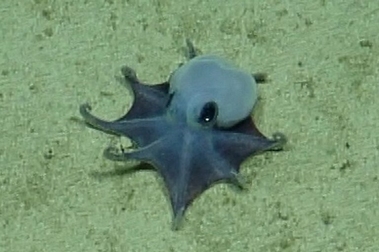 A tiny blue octopus, discovered near the Galapagos Islands, showcasing its vibrant blue colour and impressive array of tentacles, in its natural habitat, highlighting the importance of ocean conservation and the protection of deep-sea creatures