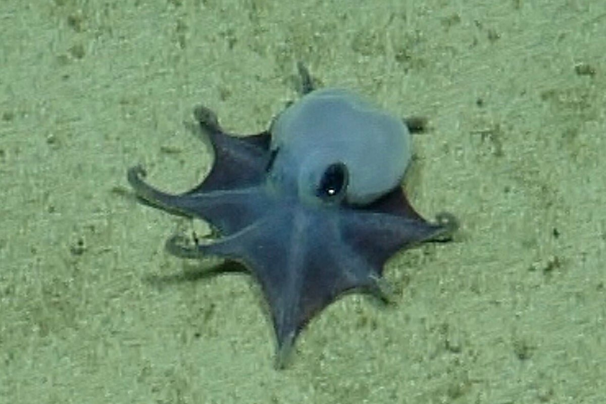 A tiny blue octopus, discovered near the Galapagos Islands, showcasing its vibrant blue colour and impressive array of tentacles, in its natural habitat, highlighting the importance of ocean conservation and the protection of deep-sea creatures