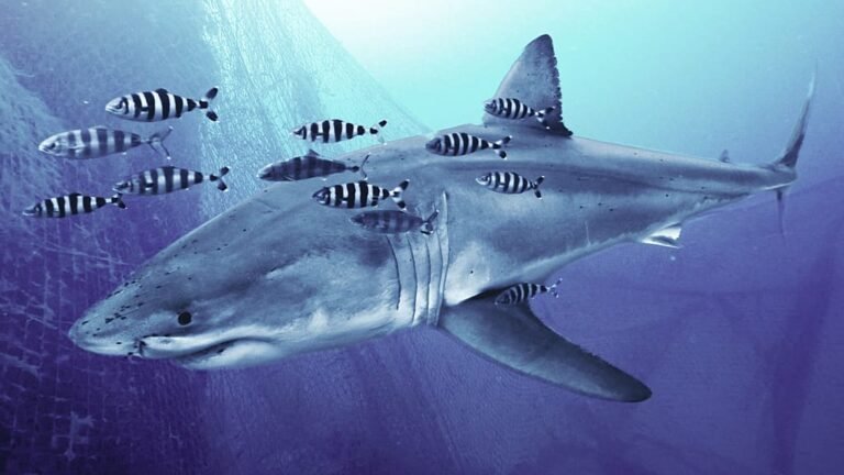 A rare shark sighting in the Mediterranean Sea, with the shark swimming in the clear blue water, surrounded by a school of fish, highlighting the beauty and diversity of the marine ecosystem, with a focus on Mediterranean Sea conservation