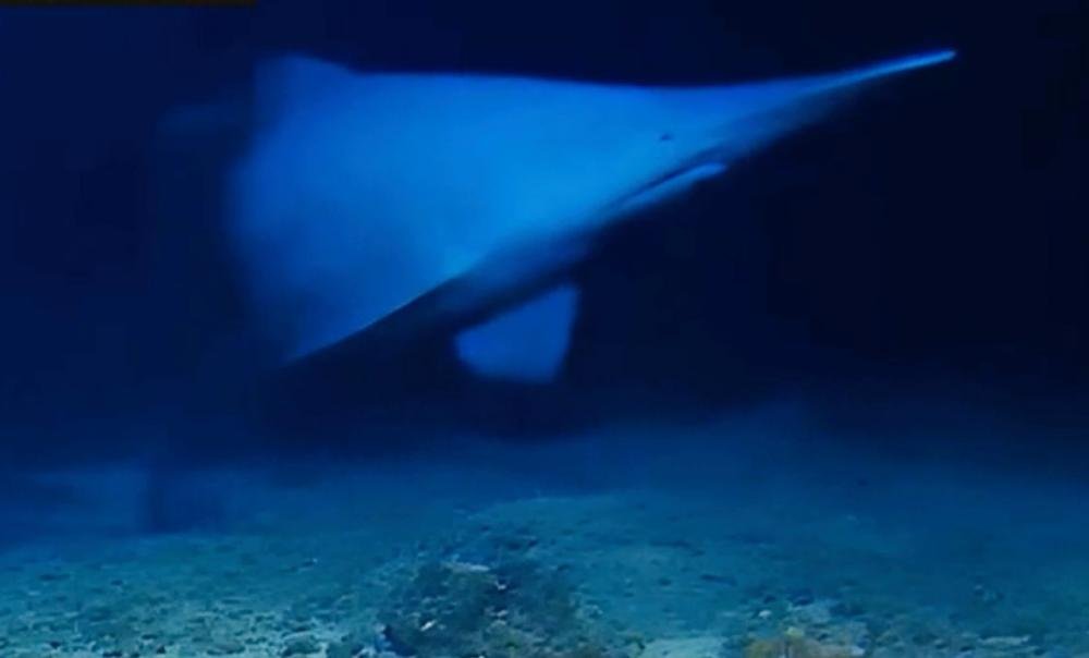 A rare photo of a goblin shark in its natural habitat, showcasing its distinctive pink colour and flabby body, highlighting the importance of conservation efforts to protect this unique species and its deep-sea environment
