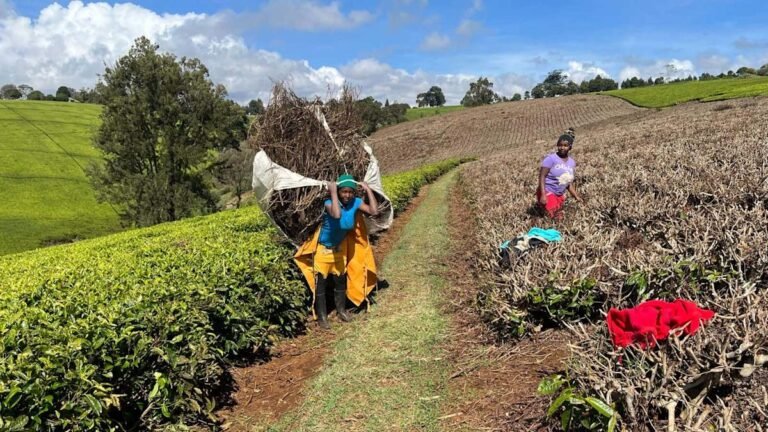kenya tea waste to clean energy project
