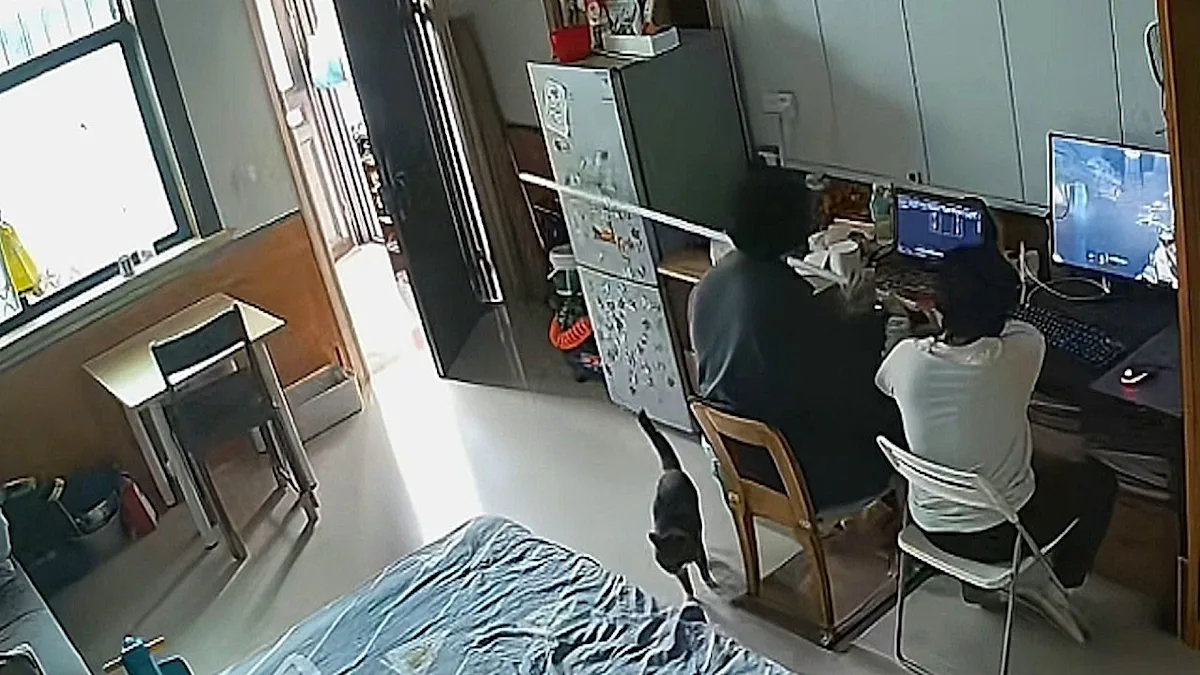 A beautiful grey cat with piercing green eyes sits calmly in the middle of a room, surrounded by neighbours, sparking a clever indoor standoff amidst neighbourhood complaints about noise and disruption, with the cat's behaviour being analysed by residents