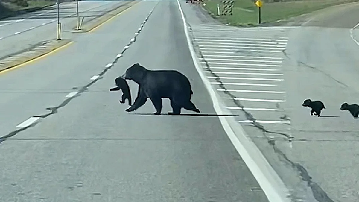 A mother bear carries one of her cubs across a Pennsylvania road, with her three other siblings following closely behind, showcasing her strong maternal instinct and devotion to her young ones in their natural habitat