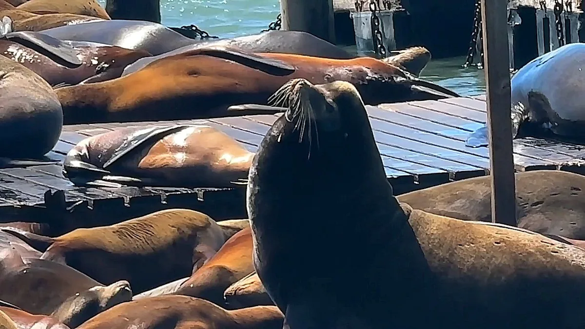 A large Steller sea lion, known as Chonkers, lounging in the sun on the pier, with a crowd of people watching in the background, showcasing his unique size and colour, as he becomes a viral sensation and a symbol of marine conservation efforts