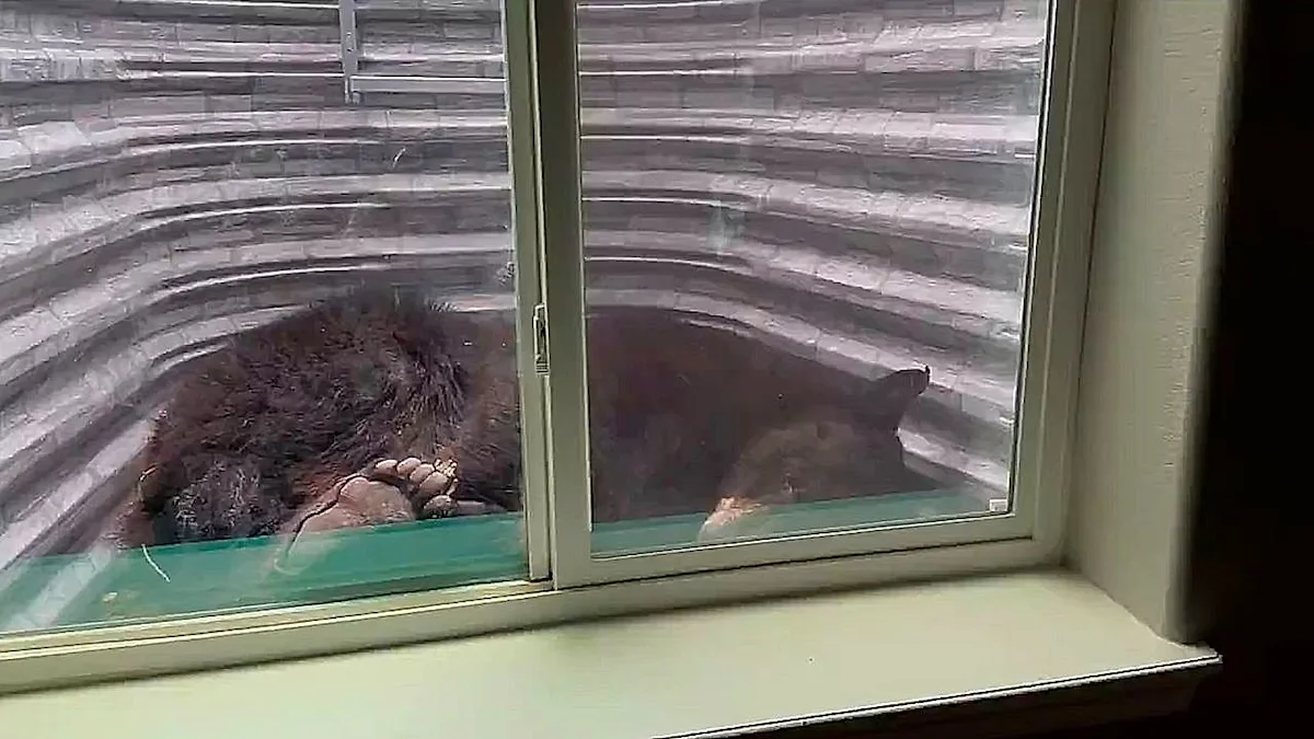 A black bear sleeping in a basement window well in Colorado, highlighting the need for wildlife conservation and responsible behaviour, with a focus on the primary keyword phrase black bear