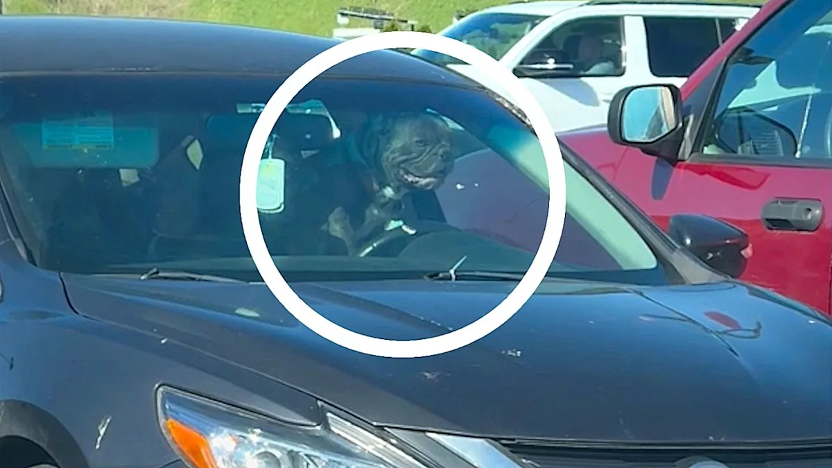 A dog leaning on a car horn, showcasing its impatient behaviour and curious nature, with a humorous expression on its face, highlighting the unique personalities of dogs and the importance of proper training