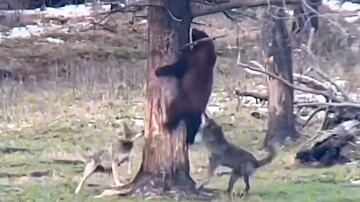 A bear climbing a tree to escape a pack of wolves in Yellowstone, showcasing its clever behaviour and ability to analyse its surroundings