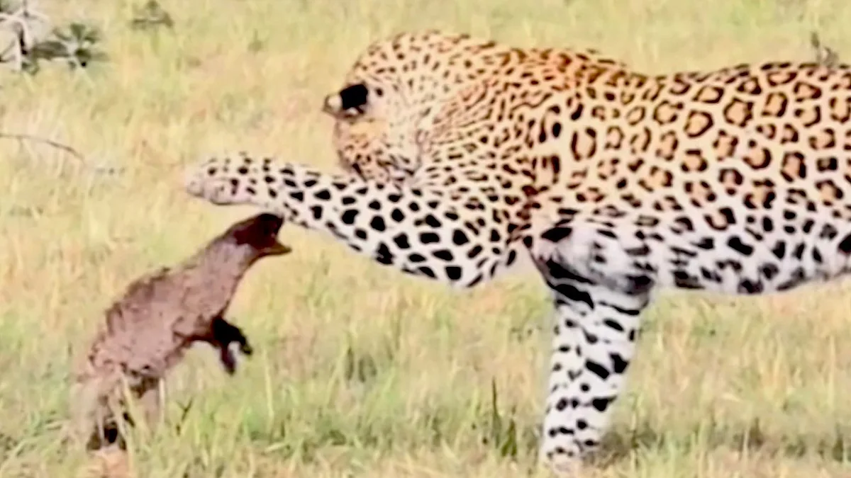 A fearless mongoose stands its ground against a sleek leopard, as a bird watches from a nearby tree, highlighting the complex social dynamics and behaviour of wildlife in their natural habitat