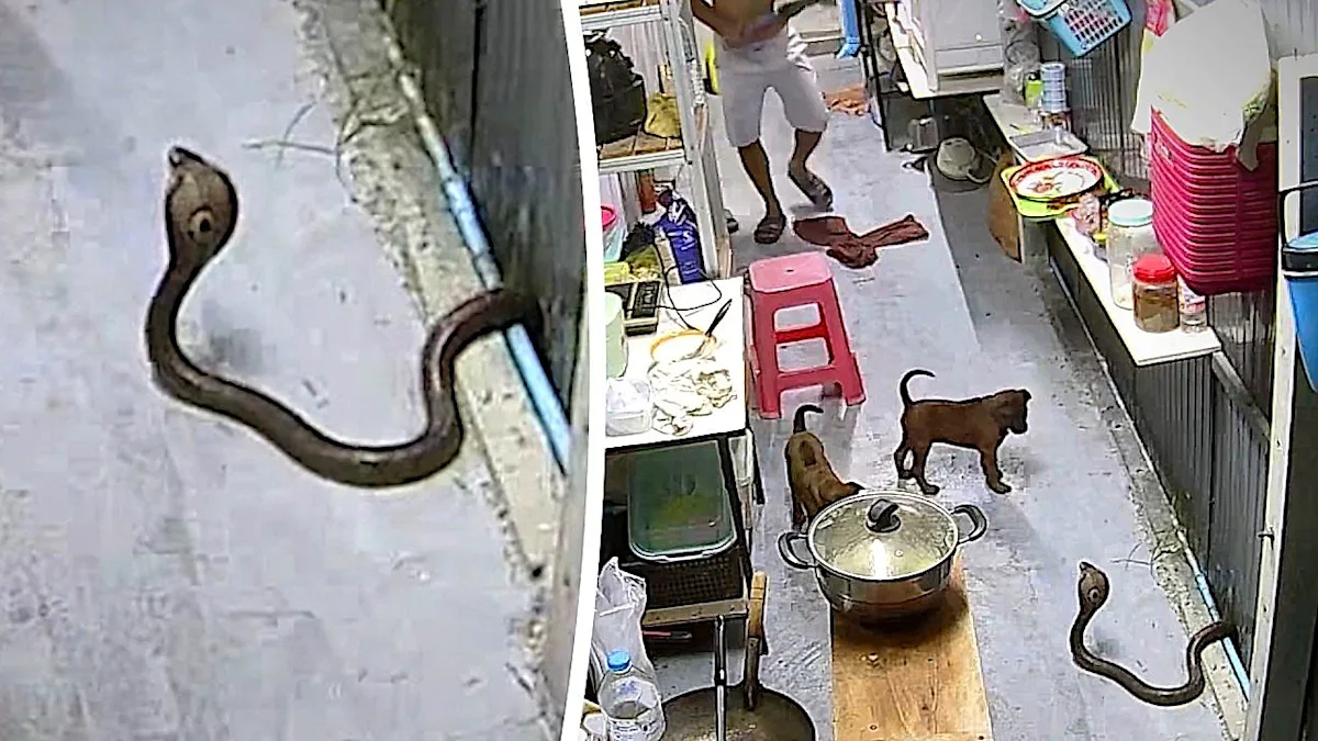 A cobra in a kitchen in Thailand, with a family watching in horror as the snake navigates through their home, its colour and texture a stark reminder of the dangers that exist in nature, with the primary keyword being snake control and prevention