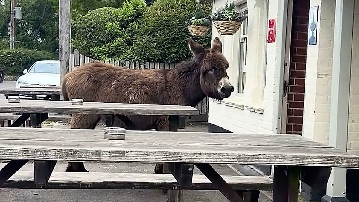 Two donkeys waiting patiently outside a traditional English pub, with a colourful sign and wooden beams, surrounded by lush greenery, showcasing their loyalty to the pub and its welcoming atmosphere