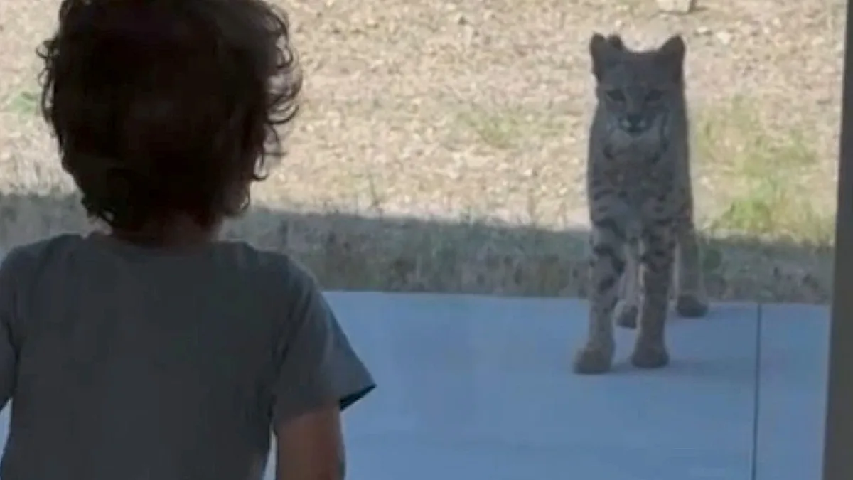 A wild bobcat approaches a toddler in a California home, sparking concerns about child safety and wildlife behaviour, with the bobcat's distinctive colour and agile physique on full display