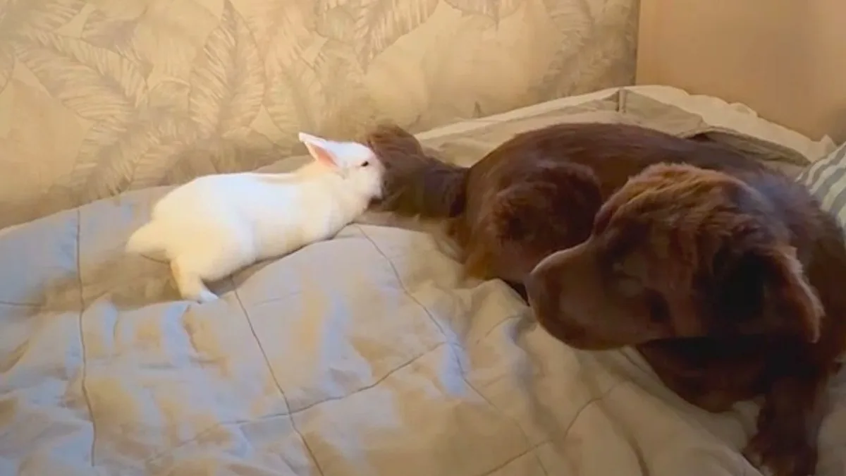 A photograph of a rabbit and dog sitting together, highlighting their unique and special bond, with the rabbit gently nuzzling the dog's nose, surrounded by a natural and colourful environment, symbolizing the beauty of animal friendship and companionship