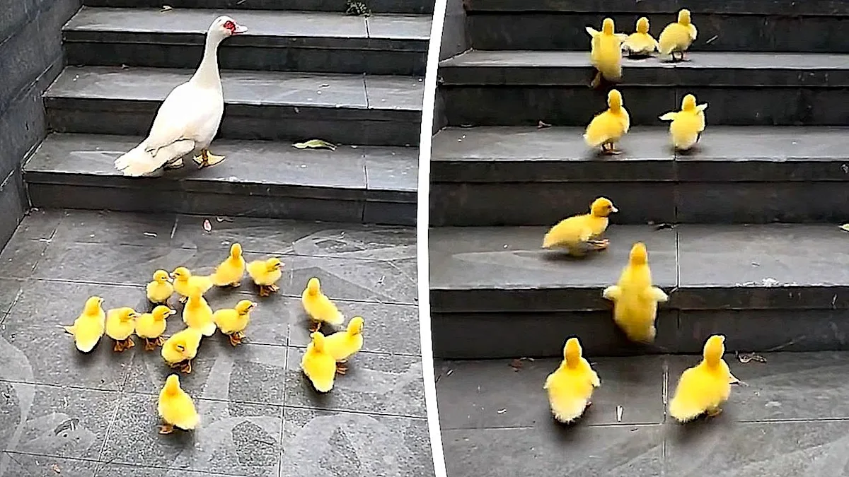 A tiny gosling climbing up a flight of stairs, its downy feathers glistening in the light, as it showcases its remarkable perseverance and determination to succeed