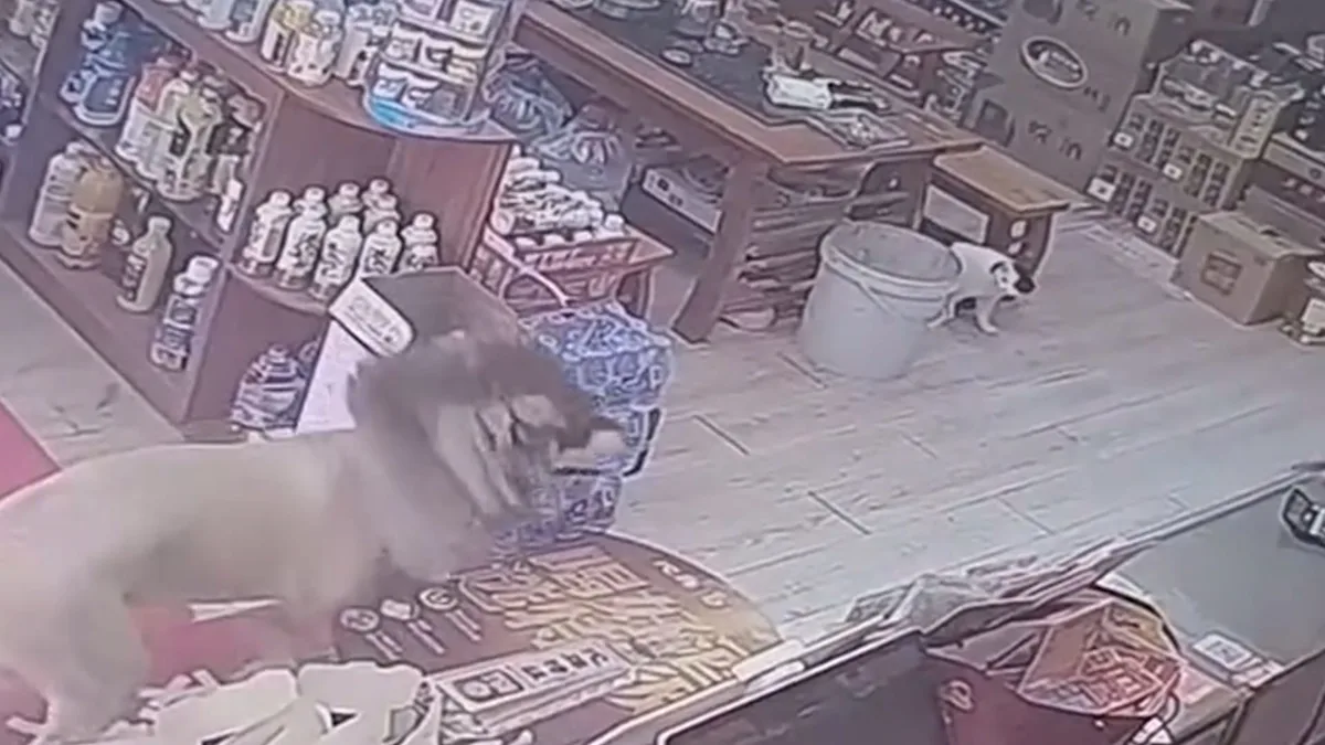 A dog with a lion-style haircut, featuring a distinctive mane and tail, stands next to a frightened shop cat, highlighting the importance of considering animal behaviour and welfare
