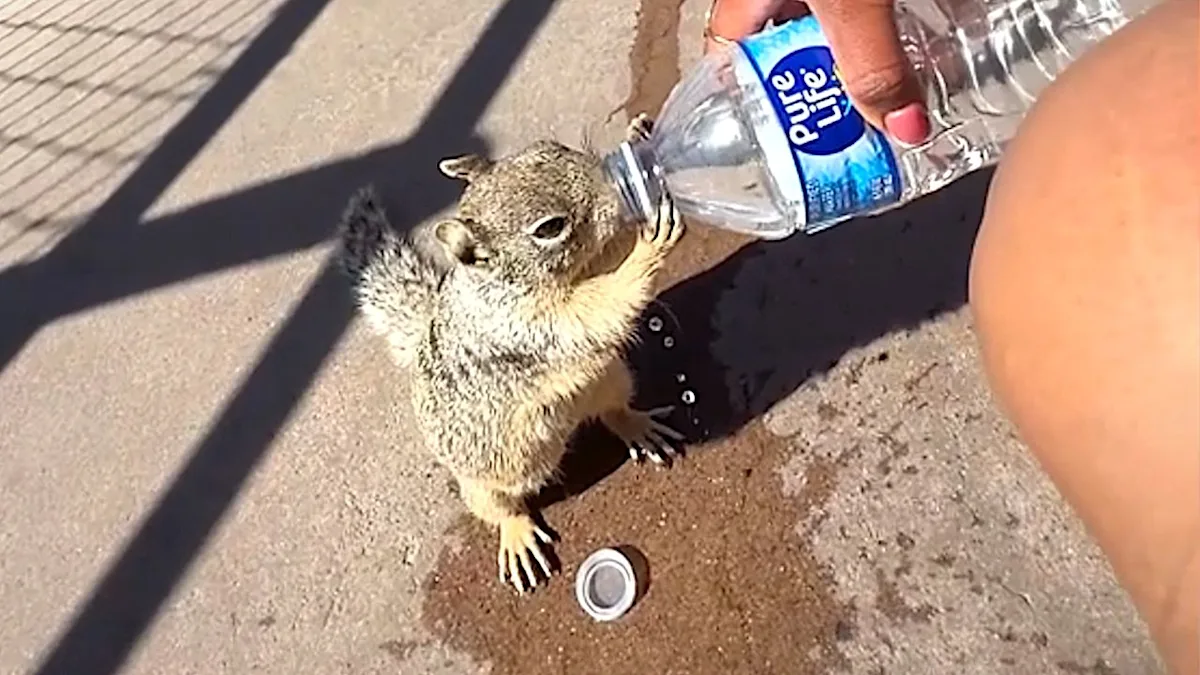 A squirrel drinking from a water bottle at the Grand Canyon, with the scenic landscape in the background, showcasing the animal's unique behaviour and adaptability in the wild