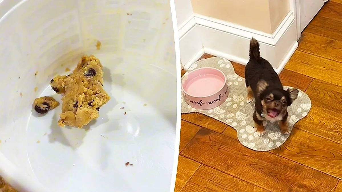 A tiny Chihuahua sitting on a kitchen counter, surrounded by cookie dough and looking up at the camera with big, sad eyes. The dog's behaviour is a testament to the power of food, and its love for cookie dough is clear. The colour and texture of the cookie dough may also play a role in the dog's fascination with it.