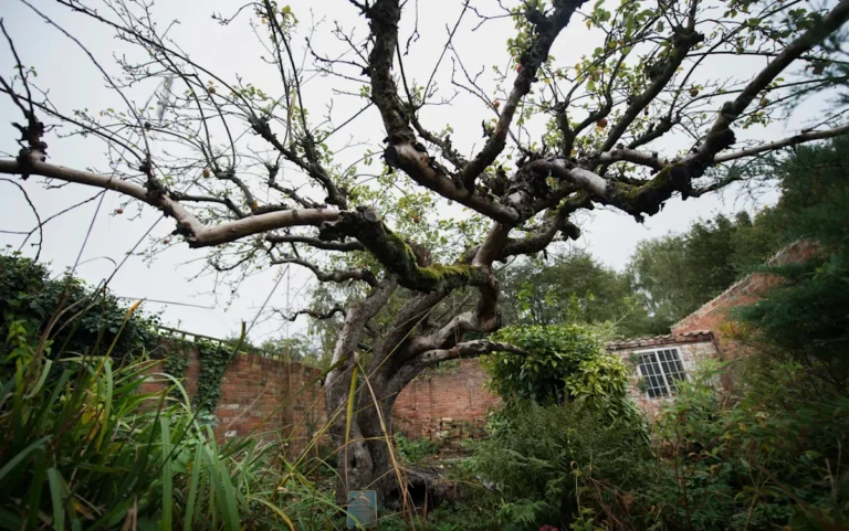 A historic Bramley apple tree in a traditional British orchard, symbolising the nation's rich cultural heritage and the importance of conservation, with the primary keyword 'Bramley apple tree' featured prominently