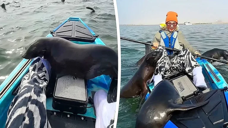 A group of seals commandeering a kayaker's boat off the Namibian coast, with the sun setting in the background, showcasing their clever behaviour and striking colour