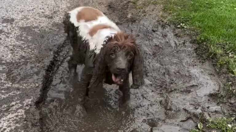 A happy pup enjoying a full-body mud bath, with mud covering its fur and a contented expression on its face, surrounded by a natural and serene environment, highlighting the benefits of mud baths for dogs
