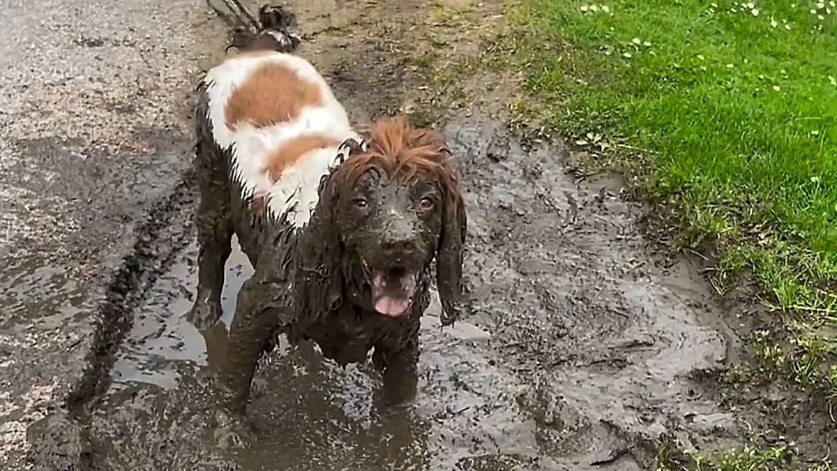 Oreo the muddy spaniel enjoying a puddle bath in England, surrounded by lush greenery and vibrant flowers, with a big smile on her face, showcasing her love for muddy waters and the great outdoors, a true marvel of dog behaviour and the joy of living