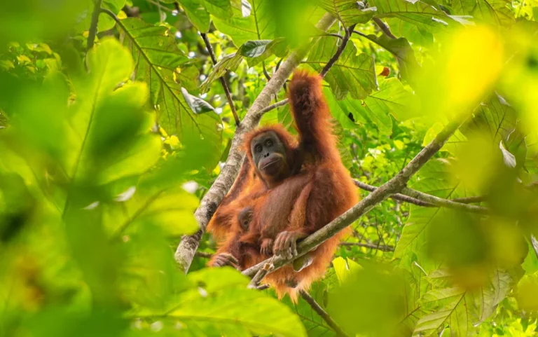 A descriptive image of an orangutan in its natural habitat, highlighting the impact of rain on the species, with a focus on conservation and sustainability, and the importance of protecting the orangutan population and its habitat, which is being ravaged by deforestation and climate change, and the need for urgent action to prevent further decline