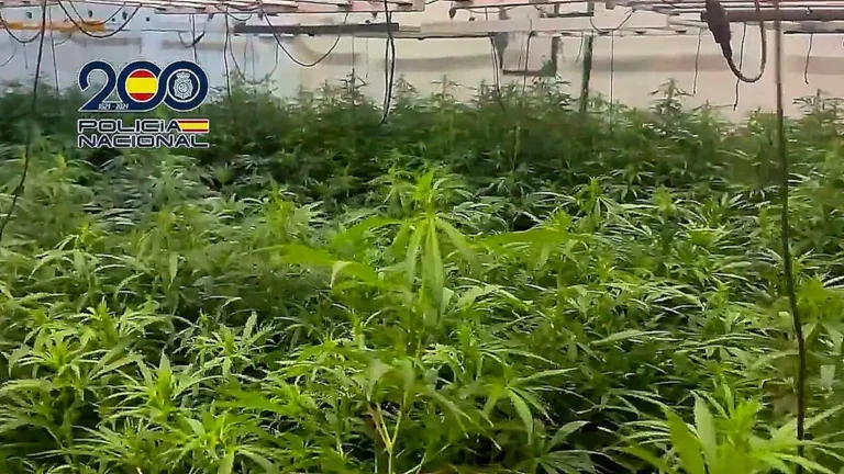 A massive cannabis grow operation in Spain, with over 8,000 plants, has been uncovered by authorities, showcasing the scale and sophistication of the illegal drug trade and the importance of law enforcement efforts to disrupt and dismantle such operations