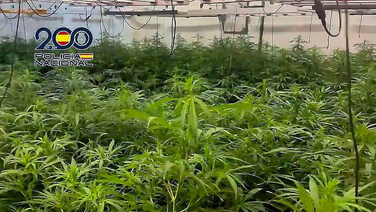 A massive cannabis grow operation in Spain, with over 8,000 plants, has been uncovered by authorities, showcasing the scale and sophistication of the illegal drug trade and the importance of law enforcement efforts to disrupt and dismantle such operations