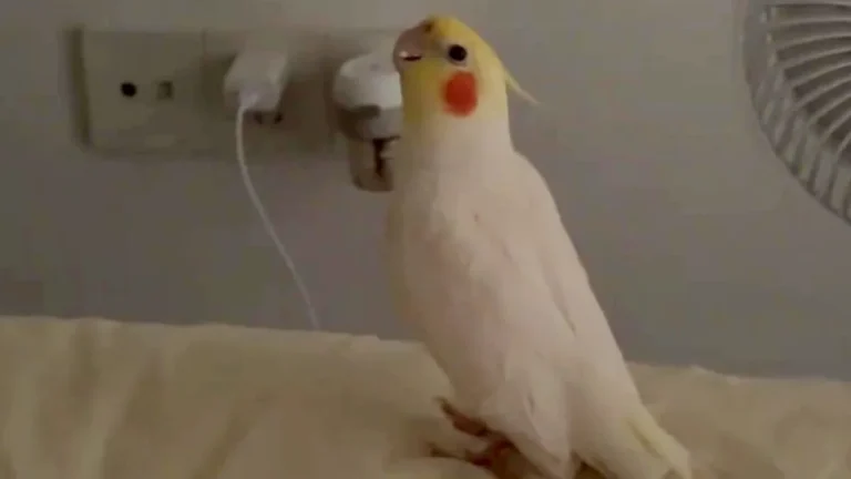 A parrot perched on its owner's shoulder, looking directly at the camera with a curious expression, showcasing its impressive mimicry skills and ability to reproduce the sound of an alarm clock, a testament to its unique vocal abilities and intelligence