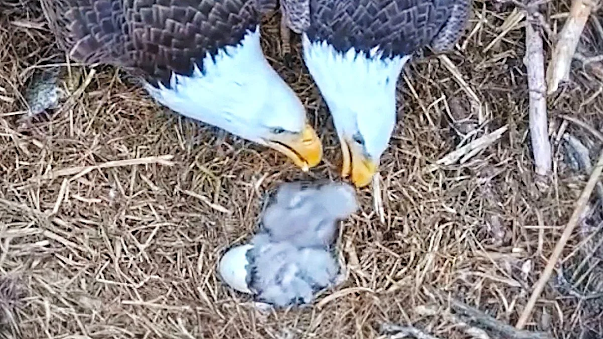 A bald eagle parent feeds its chick, while another sibling begins to hatch from an egg, in a heartwarming display of family care and devotion, with the eagle's striking white and brown colour a testament to its beauty