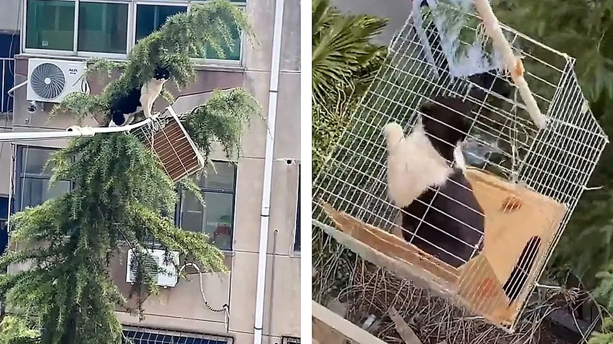 A cat stuck in a tree being rescued by a family using a clever contraption, highlighting the importance of emergency preparedness and pet safety with a cat rescue mission